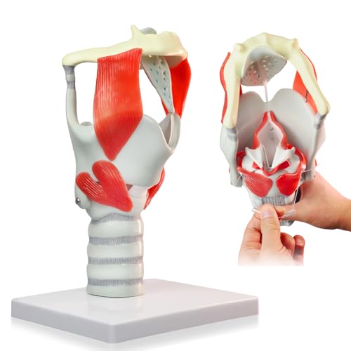 Image of HADWYN 2025 New 3X Anatomy Larynx Functional Model, Model of Larynx Pharynx Model,Human Model for Reinforcing The Neck Structure and Function Medicine