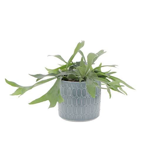 kentis - felce a corna d'alce - platycerium bifurcatum - piante vere da appartamento - pianta decorativa da interno - h 30 cm vaso Ø 17 cm