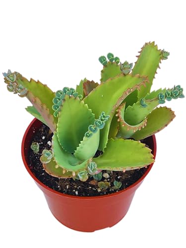 Live Succulent 4 Mother of Thousands Succulents Plants Live Fully Rooted House Plant for Home Office Decoration DIY Projects by The Succulent Cult