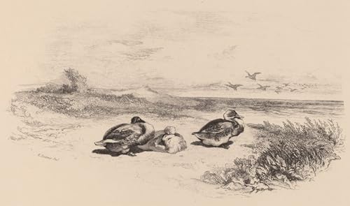Toile paysage canards sauvages de Karl Bodmer 60x90cm