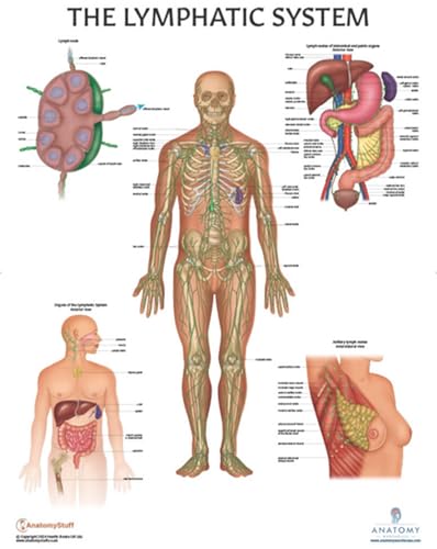 Anatomy Lab Human Lymphatic System Anatomy Poster, LAMINATED, Anatomy and Physiology, 17.3 x 22.5 Inches, Body System Diagram, Anatomical Chart for Education Learning and Students, Detailed Lymph System Poster - The Lymphatic System