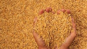 DADFirm Birds Food Premium Rice Paddy Seeds 1000 Grams (B0C2P87GF1) Amazon Price History, Amazon Price Tracker
