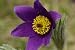 25 VIOLET ANEMONE Pulsatilla Vulgaris / PURPLE PASQUE FLOWER Seeds *Comb S/H