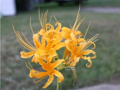 Heirloom Yellow Spider Lilies (Lycoris Aurea) Bulbs, Fall Blooming Perennial, Perfect for Southern Climates, Pack of 5 Bulbs by The Southern Bulb Company