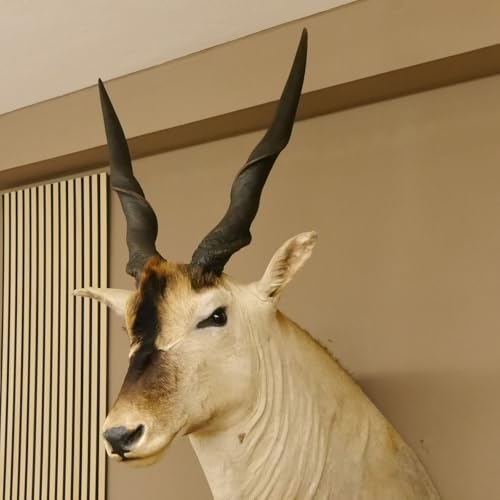 GTK - Geweihe & Trophäen KRUMHOLZ Riesengroßer Eland BULLE Kopfpräparat mit Füße