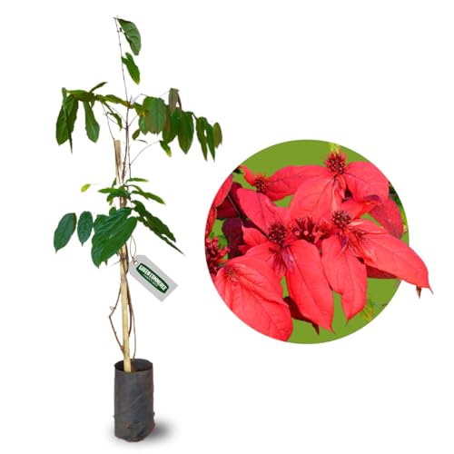 Uma Muda de Quisqualis Africano Trepadeira Ornamental