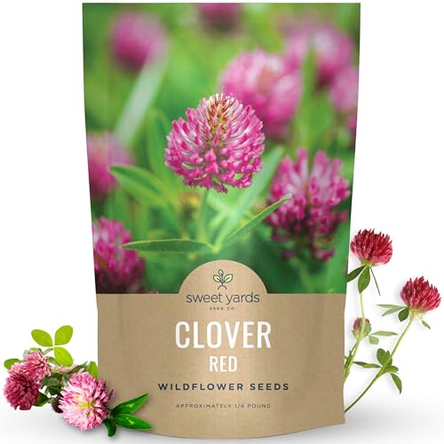 Red Clover - Bulk 1/4 Pound Pouch - 60 000 Flower Seeds for Planting - Trifolium pratense