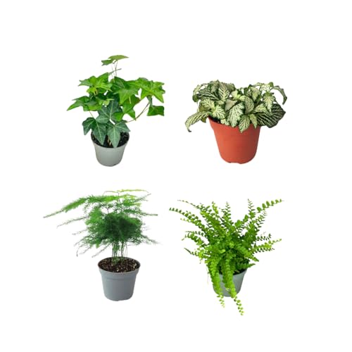 i giardini di giulia - set 4 piantine verdi per terrarium fai-da-te | felce, edera, fittonia, asparagus | piante vive facili da curare (fittonia bianca)