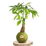 Kokedama Pachira Trenzada Natural - Kokedama Interior | Bola de Musgo Vivo | Planta Natural | Planta Interior | Decoración Hogar | Fácil Cuidado y Mantenimiento