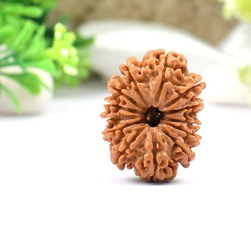 Nepal 19mm 13 Mukhi Rudraksha Brown Beads Thirteen|13 Face Rudraksha Certified By IGL For Men Women Oval Thirteen|Terah Mukhi Rudraksha Genuine 13 मुखी रुद्राक्ष ओरिजिनल Japa Mala तेरह मुखी रुद्राक्ष Blessing Indra Dev-image-25