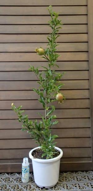 Amazon.co.jp: ノーブランド品 ザクロ（日本ざくろ） 6寸鉢植え : DIY