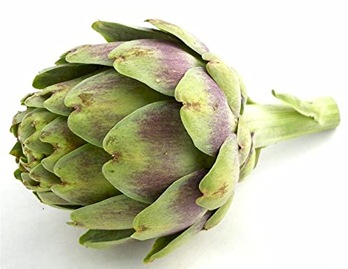 Green Gallery Artichoke Seeds for Home Gardening (Pack of 20 Seeds)