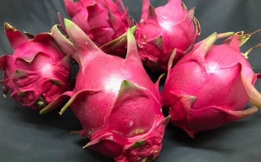 アイティー農園出品※ オレンジピタヤ10株セット アイティー