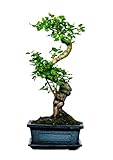 Bonsai Baum mit Keramik Blumentopf - Ligustrum - ca. 8 Jahre (25-35 cm Höhe, ca. 8 Jahre, Ligustrum P15 S)