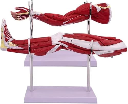 Modèle de bras musculaire et membre inférieur pour les cours d'anatomie humaine