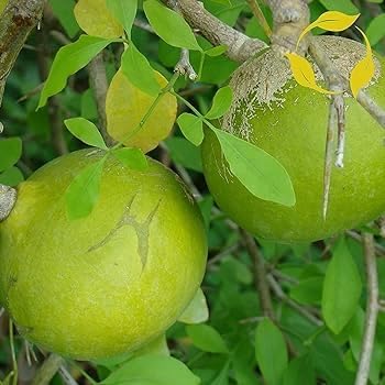 Chitra Nursery Original Hybrid Thai Bel Plant (GRAFTED) Bel Patra/Bel Tree/Bilva Patra/Bael/Bel Pathar leaves "Plant Height 1Ft-2Ft" Plant Pack of 1 (Without Pot) For Outdoor (B0D8H3QF39) Amazon Price History, Amazon Price Tracker