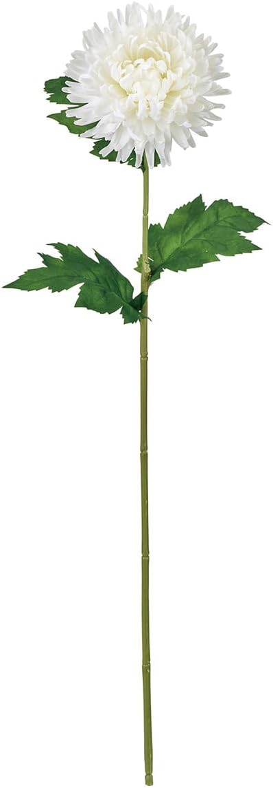 Tokyodo FM001865-001 Himari Chrysanthemum #001 White, Flower Diameter 4.3 x 23.6 inches (11 x 60 cm), 1 Pack