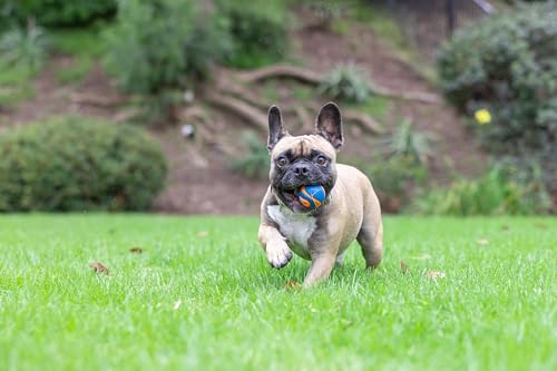 Image of Chuckit! Ultra Squeaker Ball Dog Fetch Toy, Small 2in, for Little Breeds | A Chuckit! Ultra Squeaker Dog Ball