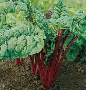 David's Garden Seeds Swiss Chard Ruby Red SL7022 (Maroon) 200 Non-GMO, Organic, Heirloom Seeds