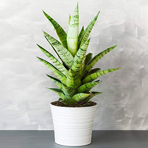 1 x Sansevieria Tough Lady - Planta Serpiente | Panta Ideal para Casa u Oficina Cover