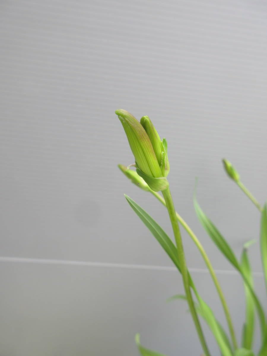 Amazon.co.jp: ヒメキスゲ、2株、開花見込株、10.5cmポット植え込み