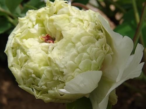 5 SEMI DI PEONIA GREEN" semi freschi