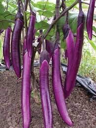 Golden Hills Farm® (AVG 500-2000) seeds Brinjal seeds purple Long Brinjal Hybrid Variety (B08683X8S3) Amazon Price History, Amazon Price Tracker