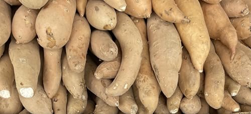 1 Pound Fresh White Sweet Potatoes Yams - White Flesh - Yam Produce