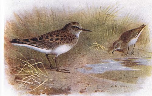 Poster Graffiti Art Mural oiseau Archibald Thorburn pour sublimer votre décoration de maison