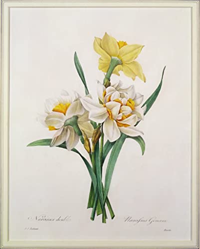 Poster Narcisse gouani par Redouté toile sans cadre 50x70 cm