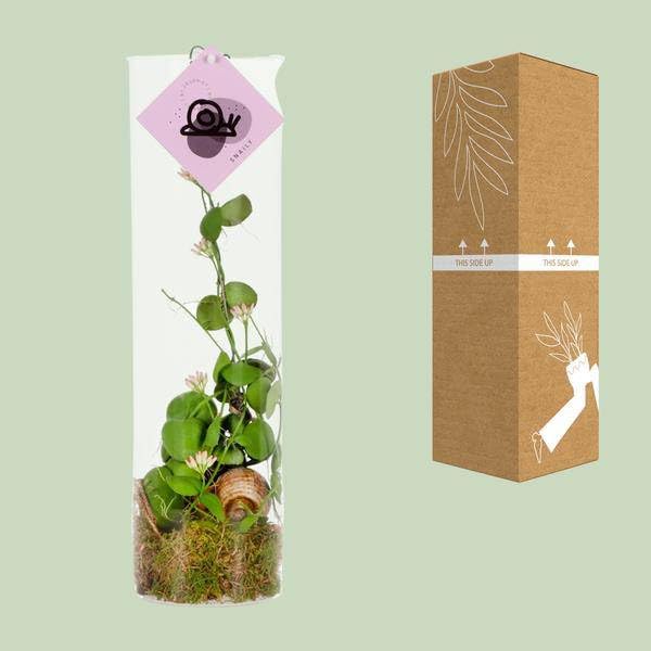 Dischidia - Ø11 38