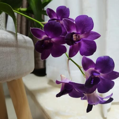 Dendrobium Seeds, Companion Planting, Tropical Garden, Fern Pairing, Foliage Combination 150pcs