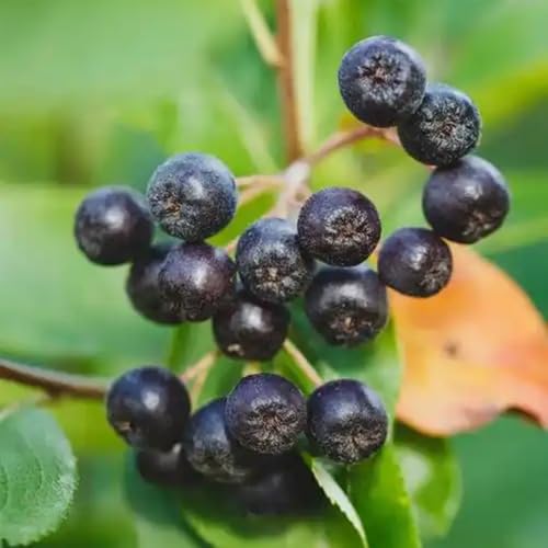 Semillas de Aronia, Aronia melanocarpa, Los árboles frutales enanos son resistentes. Comprar semillas de bayas de aronia, huerta, semillas organicas semillas exóticas Plantas 30pcs
