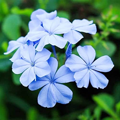 Qauzuy Garden 20 Seeds Blue Cape Plumbago Seeds Perennial Leadwort Leadplant Plumbago Auriculata Flower Seeds - Showy Evergreen Shrub - Easy Grow & Maintain #TOP15