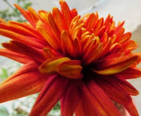 S&A CHERYSANTHEMUMS CHAMANTHI ORGANIC HELTHY LIVE PLANT (B0B4HHKT3N) Amazon Price History, Amazon Price Tracker