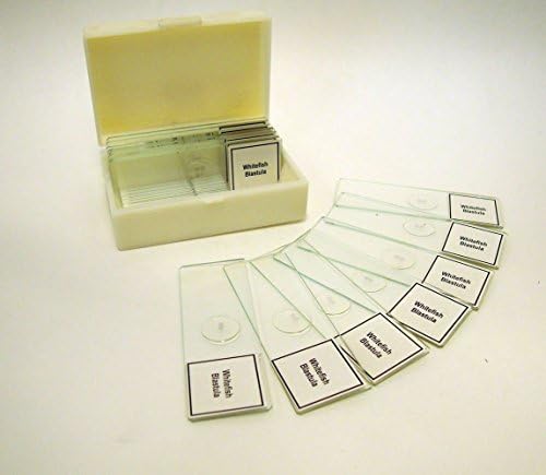 Prepared Slide, Animal Mitosis, Classpack of 15 Sides