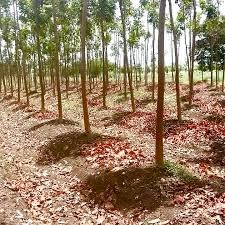 " Trapical African Red Mahogany 4 Healthy Tree Plant for Home Garden,Plant Hight 1.5-2 ft "-image-22