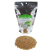 1 Lb Non-GMO Organic Whole Wheat Kernels - Hard White Wheat Grain and Heirloom Wheat Seeds for Hard White Wheat Berry Seeds for Sprouting, Organic Wheatgrass, Wheat Berry Bread, and Winter Wheat Seed