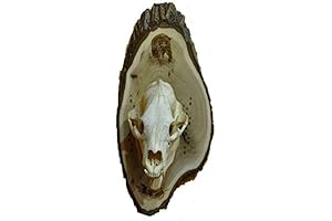 European Mount Skull Plaque: Capture the Essence of the Wild