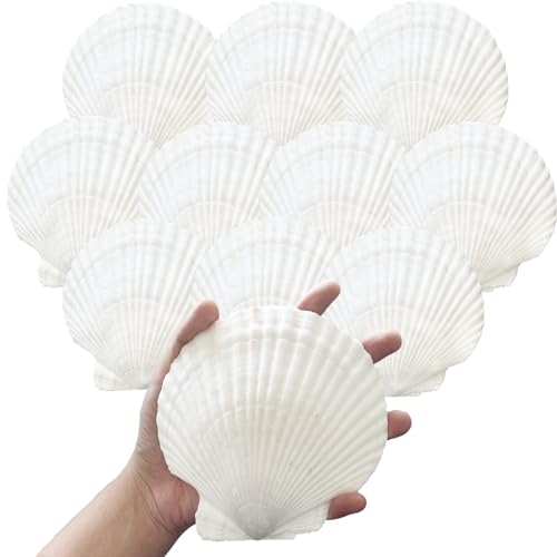 10PCS 4-5 Inch Large Sea Shells White Scallop Shells for DIY Painting Baking Cooking Serving Food, Natural Seashells for Crafts Beach Wedding Decorations for Ocean Themed Parties and Home Decor