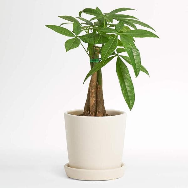 Mphmi Perennial NCR Plants Pachira Triple Buds - Plant