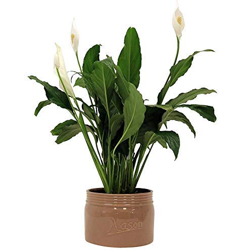 EdensField | Anthurium Andraeanum Dwarf - White (Flamingo Lily/Flamingo Flower/Tailflower/Painters Palette) | Perennial/Tropical Live Plant | Indoor/Outdoor Garden | Pack of 1 Piece New (B09LH4YSWL) Amazon Price History, Amazon Price Tracker
