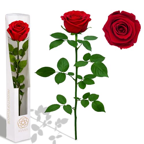 Gdecora Rosa Presevada Eterna de Ecuador, Rosa Roja Sangre con
