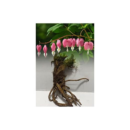 1 Dicentra Spectabilis (Bleeding Heart) Bare Root Perennial Garden Summer Perennial : - by GARTHWAITE NURSERIES® : - UK Stockists