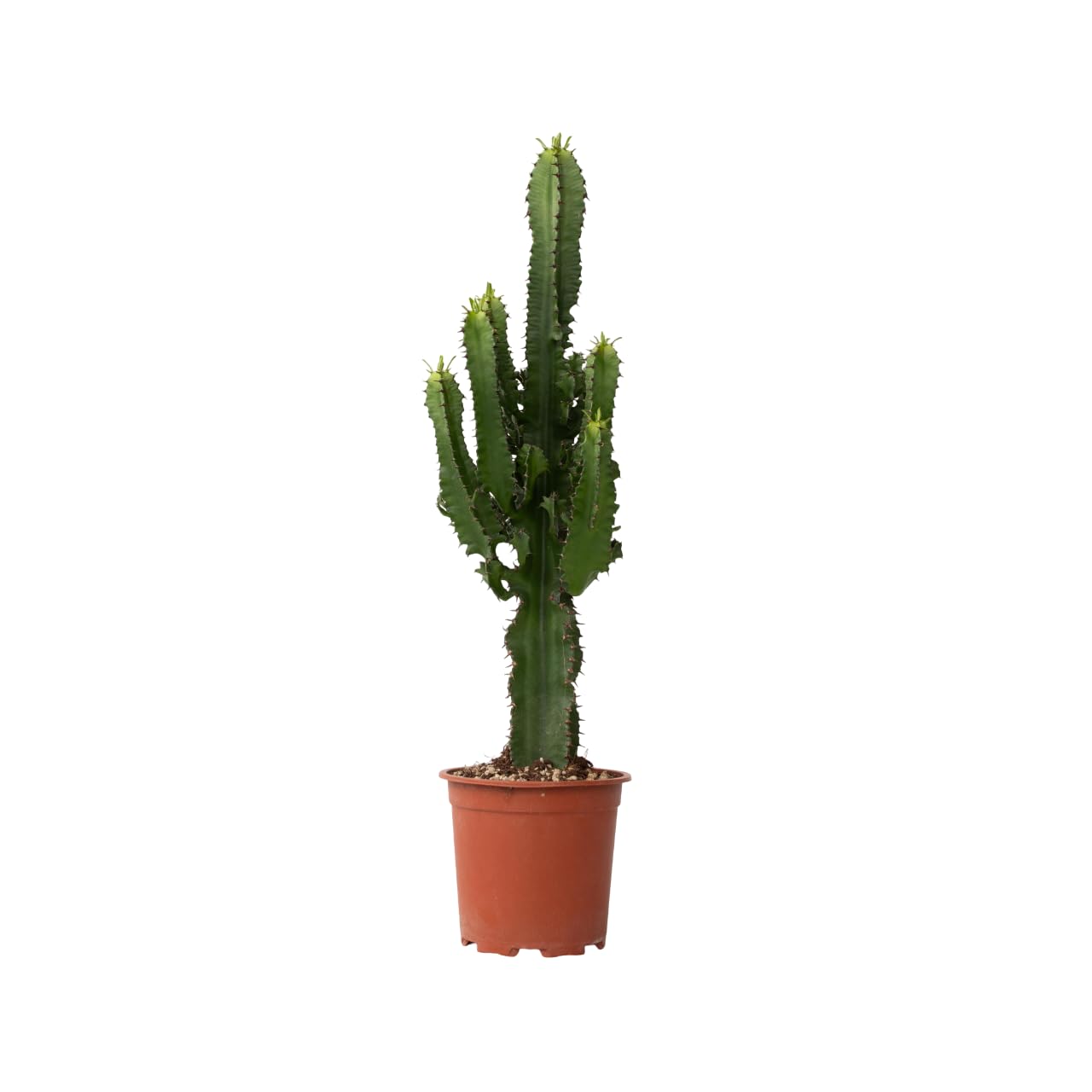 Plant in a Box - Euphorbia Ingens - Kandelaber-Euphorbie - Kaktus - Topf 17cm - Höhe 50-60cm
