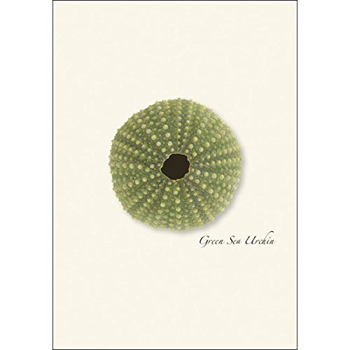 Image of Earth Sky + Water - Sea Urchin Assortment Notecard Set - 8 Blank Cards with Envelopes (2 each of 4 styles)