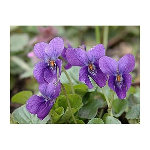 RP Seeds Viola odorata (Sweet Violet) - 25 Seeds Cover