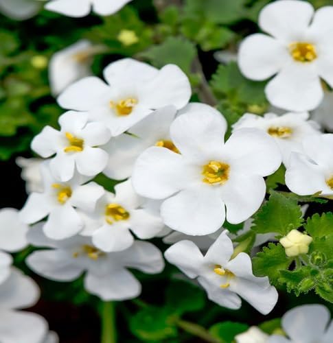 40pcs Bacopa Flower Seeds