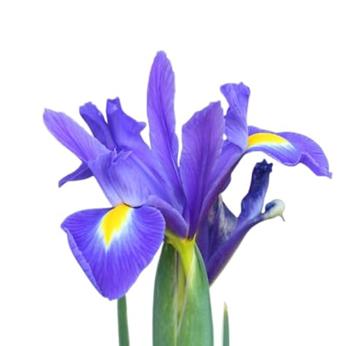 Votaniki's Dutch Iris Park Avenue Bulbs for Fall Planting |