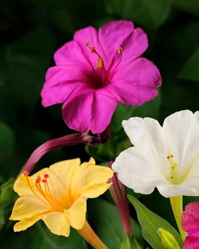 Bulbi di bella di notte, 2 bulbi, Fiori da Giardino, Mix di Colori, Mirabilis Jalapa, bulbi estivi